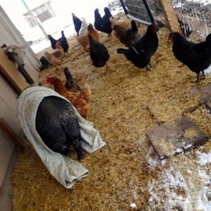These chickens just don't understand.  It's COLD and SNOWING.