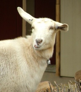 All this waiting is making me slight grumpy.  Oh, wait!  I'm a goat!  I'm never grumpy!