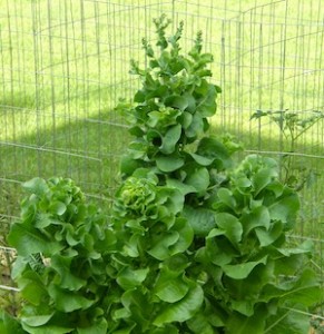 This is either lettuce or a new take on Christmas trees, I don't know which.  It is over three feet tall.