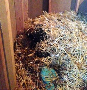 Doink's either getting ready for bed or going trick-or-treating as a hay bale!