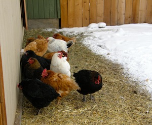 Yes, we know the coop and the shed are warmer, but we'd like to stand here.  All day.