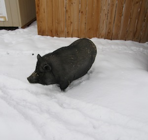 Pig in the snow.  A very rare sighting.