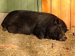 The pig is on a mission.  A napping mission.