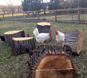Lucy and Ethel, adventurers extraordinaire, were the first chickens on board.