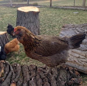 Even Sarah, the quiet hen, hopped up to check it out.