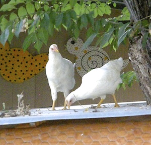 They loved hanging out on top of the coop before they flew into the yard.