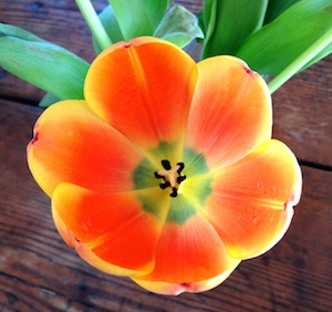 This tulip has absolutely nothing to do with this story.