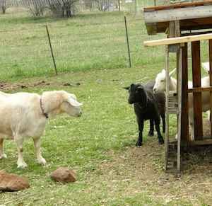 Hmmm...who let these guys in here? LADY! Do you know some new goats slipped in here somehow?
