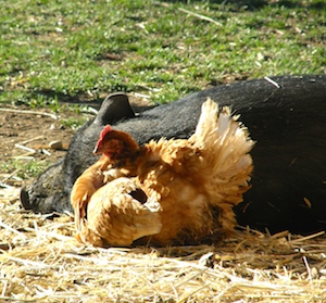 A pig and a chicken.  Wow.  Just wow.