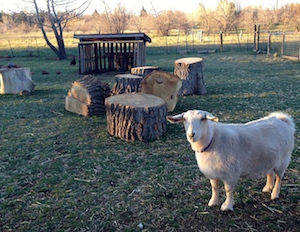 Brandy seems to agree with Beth.  Can you believe how junky those logs look?