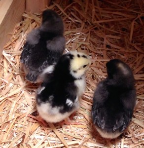 This was taken before they got adopted, when they were still in the brooder box.  Cute, but confused.