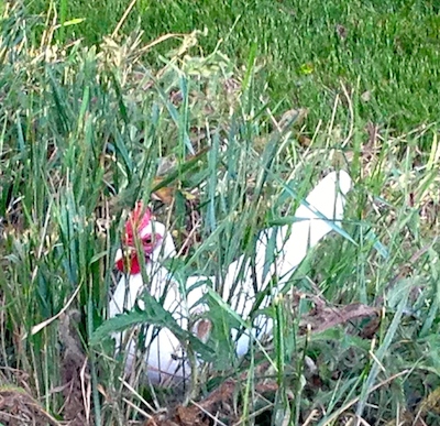 She likes to hangs out in the long grass close to the house.