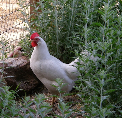 She's the only visitor to the Russian Sage chicken jungle.  
