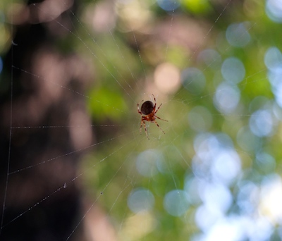This guy has built and rebuilt webs outside the shed door all summer long.  