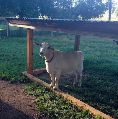 Brandy is waiting patiently in the morning sun.  She wants to help with the chores...