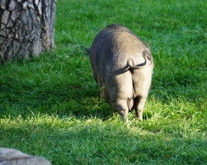 Happy pig, happy pig tail!