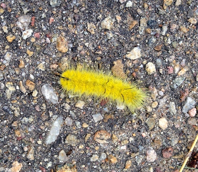 I don't know my bugs, this is one stunning caterpillar, yes?