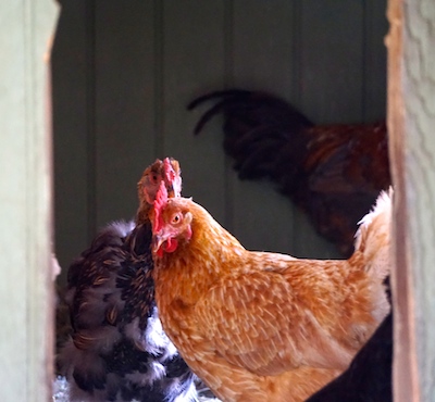 Hermione and Maude, with Napoleon the rooster cowering in the back corner.  What a wuss.