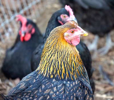 Maude's beautiful crown of feathers remain untouched by rowdy roosters.  She seems relieved.