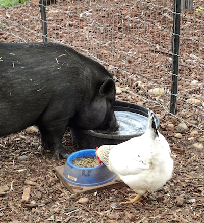 There's always a couple of nibbles for the chickens.