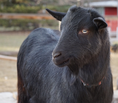 First up, Sambuca!  If you ask me, he is the most handsome Nigerian Dwarf goat in all the land!