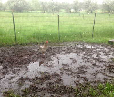 I see mud pit, chickens see worm opportunies