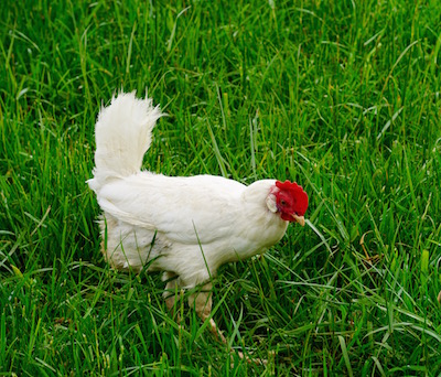 The lush green grass in the barnyard contrasts nicely with her bright white feathers.