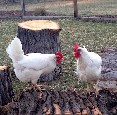 Lucy and Ethel were inseparable.
