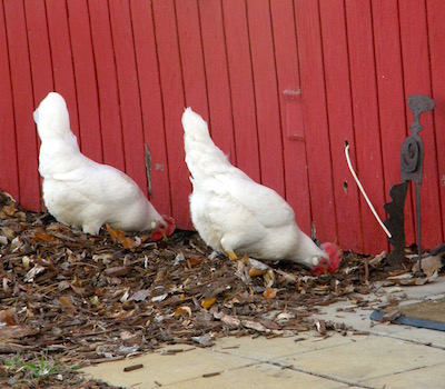 They excelled at synchronized scratching and pecking.