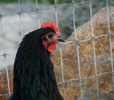 Aretha Franklin is an Australorp. She's one of my original girls and has solid black eyes.