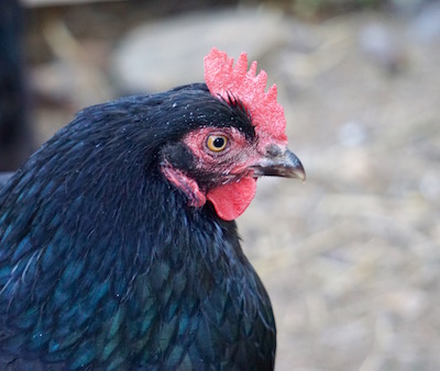 Belle is another Black Copper Maran and simply doesn't look like the other black hens.