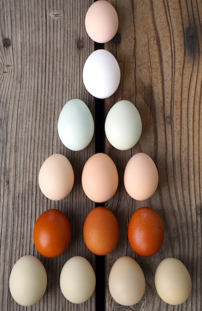 beautiful eggs