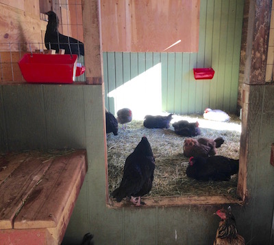 It's an afternoon chicken party in the shed.