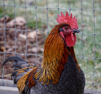 Pickles is working on being a rooster, but more often flees when a hen gives him the evil eye. Handsome dude, though.