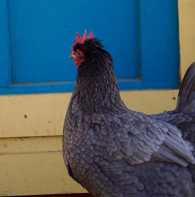 TopKnot is camera shy.