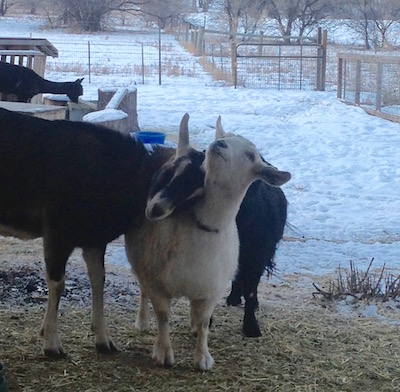 But first, a little more goat love.