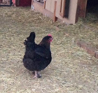 Jasmine, the sweetest girl in the world and lowest in the pecking order, waits till everyone else is in before she tries to enter the coop.