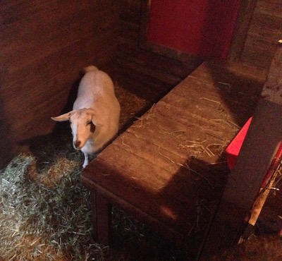 Brandy always finds her way to the hay, but she waits until everyone else is munching and takes the last spot.