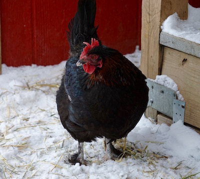 Sweet Jasmine wandered out, alone as usual, slowly making her way to a warm spot in the shed.