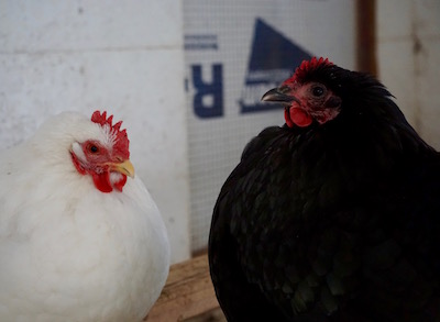 Cindy Lou and Aretha skipped the oatmeal and didn't get off the roost in the coop. It's the chicken equivalent of staying in bed, I guess.