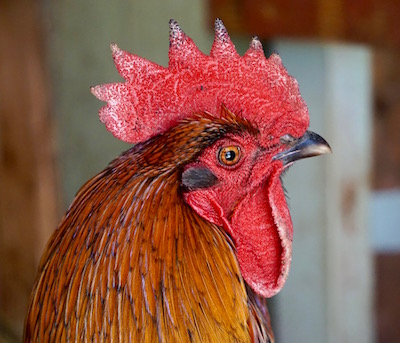 As you can see, I have a bit of lingering frostbite on my comb and wattles. I'm not in the mood for talking right now.