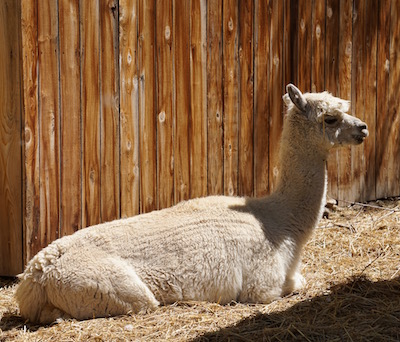 Tia still liked to sunbathe in the coolness of the mornings.