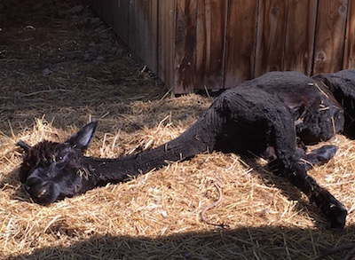 Junie B, always the cover girl, was not pleased to move out of her sun spot, but that's where the sod was going.