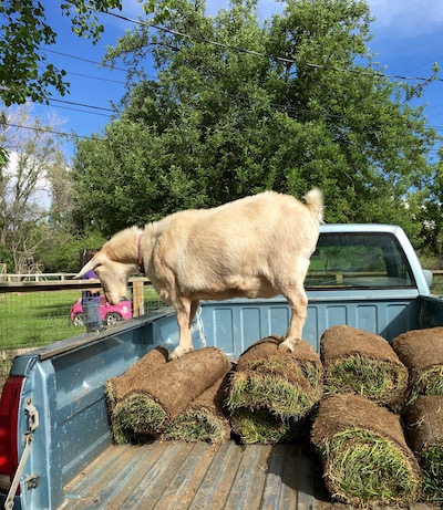 Hey guys, get up here! Come on, we can eat it!