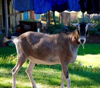 Jester, hanging out under the clothesline!