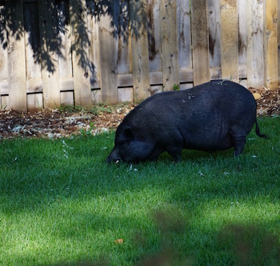 Doink, thinking he has won the grass lottery!