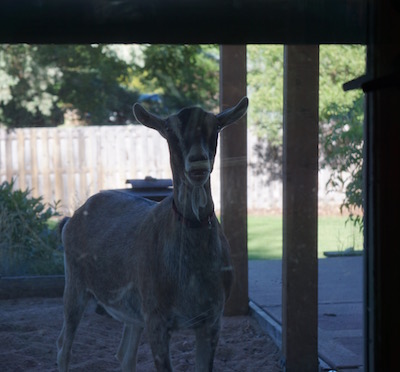 Can I come in?