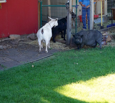 Look at Doink's face! He loved his brief time on the outside.