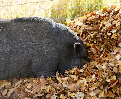 The first deep breath of leaves is the best...