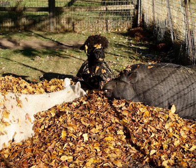 All the leaves make for some crazy hair accessories.